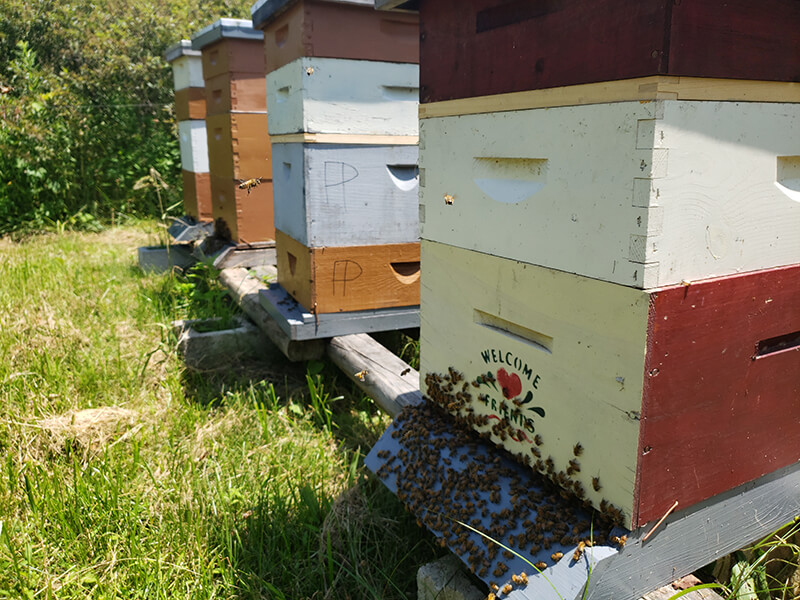 Apiary with honey bees with "Welcome Friends" painted on