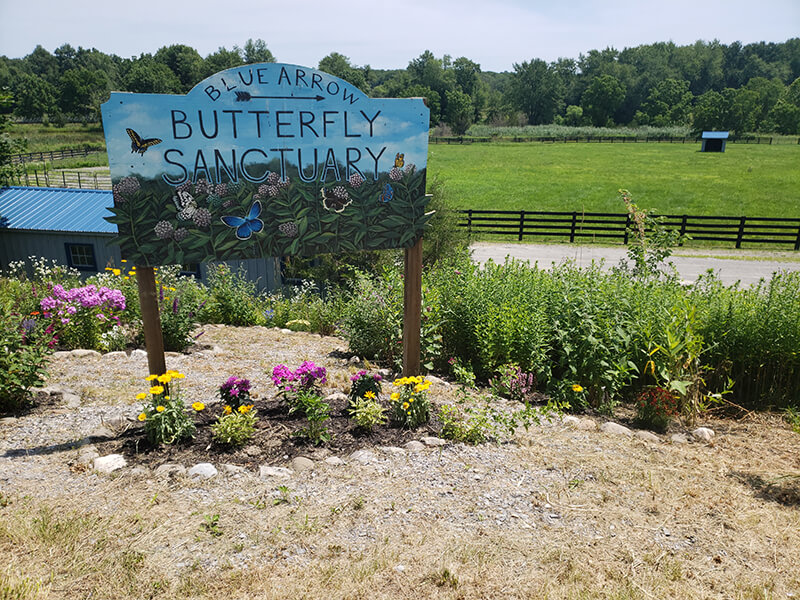 Painted sign for Blue Arrow butterfly sanctuary surrounded by flowers