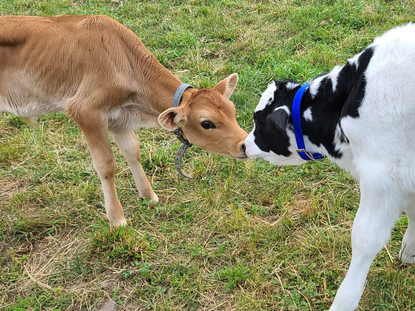 Two calves standing in the grass, touching noses
