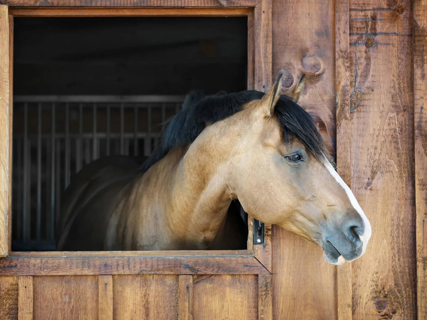 A buckskin horse poking its head out of a wooden stall